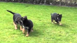 Duitse herder pups gewoon mooi [upl. by Kaela]