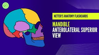 Mandible Anterolateral Superior View By Dr Areej Fatima [upl. by Aniretak]