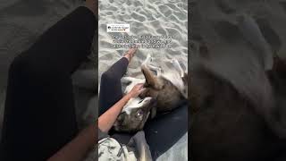 Während ihrer Reise in Mexiko rettet eine junge Frau einen verlassenen Husky ❄️🐕❤️ [upl. by Erbma]