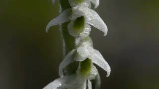 POLLINISATION DE L’ORCHIDÉE SPIRANTHES SPIRALIS [upl. by Ribble]