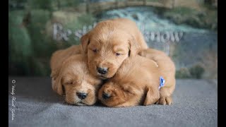 Dark Red Golden Retriever 2 Week Old Puppy Chewing On A Littermate [upl. by Siram]