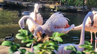 A walk inside Lincoln Park Zoo lincolnparkzoo lincolnparkchicago [upl. by Huxham]