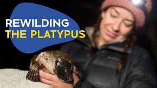 Rewilding The Platypus [upl. by Fachan]