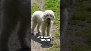 Lagotto Romagnolo  Best Truffle Hunter [upl. by Rosetta]