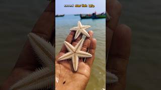 Rescue Mission Saving Starfish One at a Time starfish fishing sea healing [upl. by Schrick]