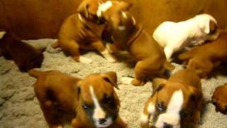 10 AKC CHAMPION SIRED BOXER PUPPIES FOR SALE IN WASHINGTON [upl. by Lustick]