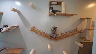 I Built a Massive Cat Wall for my Cats and Raccoons [upl. by Claudie]