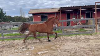 From Pacing to Gaiting and Trotting  Tennessee Walking Horse  Gaited Horse Training [upl. by Goldsmith]