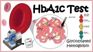 HbA1c Test  Glycosylation of haemoglobin  Diabetes [upl. by Aikym]