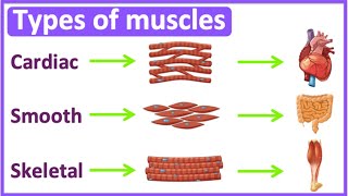 Types of muscles 💪  Cardiac smooth amp skeletal muscle  Easy learning video [upl. by Nylaf280]