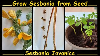 Grow Sesbania Javanica from Seed  Quick and Easy Method [upl. by Venn]