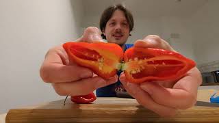 Review of 3 Scotch Bonnet chillies from Sainsburys Chilli tolerance building [upl. by Akinaj]