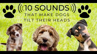 Head Tilt  10 Sounds that make dogs love  Turn the sound up and play along Countdown [upl. by Adnuahs]