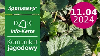 Biostymulacja i ochrona truskawek 🍓🍓 komunikat jagodowy  Agrosimex [upl. by Euqinommod]