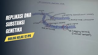 Apa itu replikasi DNA [upl. by Sarilda576]