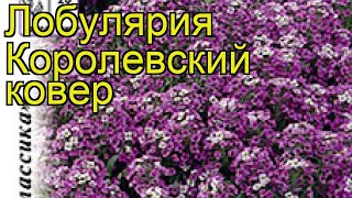 Алиссум обыкновенная Королевский ковер Краткий обзор описание характеристик lobularia maritima [upl. by Mettah]