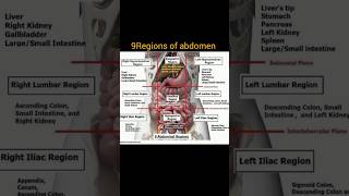 Regions of abdominal cavityand their organs education nurshing shorts anatomy [upl. by Mia458]