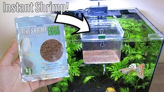 How to Hatch Brine Shrimp Eggs with NO Equipment  NO Air Pump Easy Setup [upl. by Ecnerrot]