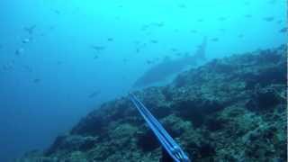 Coffs Harbour Spearfishing  Ep 1 [upl. by Neehsuan]