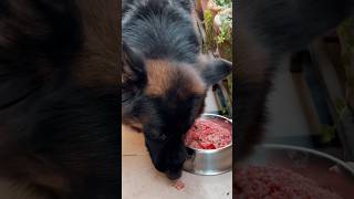 Best diet for dog afaqchaudhry dogdiet doglover petfood germenshepherd germensheperd gsdpuppy [upl. by Ehgit301]