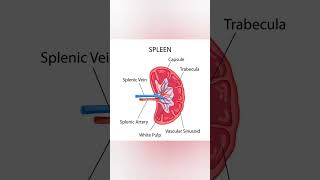 🛑📢 SPLEEN  ANATOMY AND PHYSIOLOGY biologyshortsscience viral 💯✍️📚🩺 [upl. by Otinauj432]