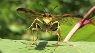 sawfly ヨウロウヒラクチハバチ Leptocimbex yorofui [upl. by Sibelle347]