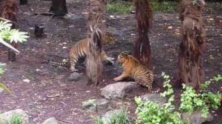 Fighting Tiger Cubs at Melbourne Zoo [upl. by Kiah]