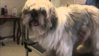 How to Groom a Matted Shih Tzu [upl. by Hairabez]