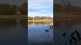 TROUT STOCKING DAY AT SHIELDS LAKE RICHMOND VIRGINIA STOCKED TROUT VIRGINIA URBAN WATERS PROGRAM [upl. by Lenoil]