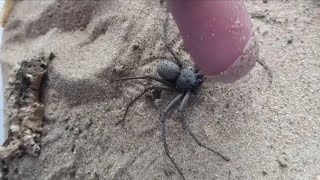 Dangerouswildarachnids ￼Annoyinga six eyed sand spider to show they are very docile [upl. by Milena]