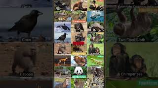 Carnivores vs Herbivores vs Omnivores animals carnivore herbivores omnivore [upl. by Antsirhc]