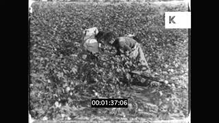 1940s USA Cotton Field Farmers Picking Cotton Textile industry 16mm [upl. by Sile]