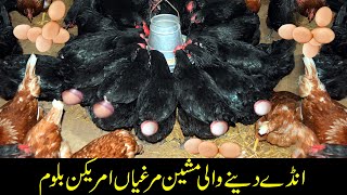 Amazed600 hundred hens Eggs Progress  vitalwildlife4k [upl. by Amandy]