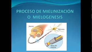 PROCESO DE MIELINIZACIÓN O MIELOGENESIS [upl. by Nila489]