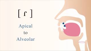 ɾ  voiced apical alveolar tap [upl. by Reinhard668]