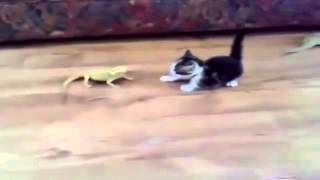 Funny scared cats freak out compilation NEW [upl. by Blane]