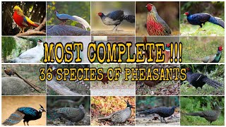 MOST COMPLETE  36 SPECIES OF PHEASANTS  Subfamily  Phasianinae [upl. by Devona]