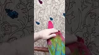 Macaw Parrot birds parrot talkingparrot funny viralshorts [upl. by Home]