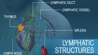 Anatomy and Physiology of Lymphatic System [upl. by Eednam545]