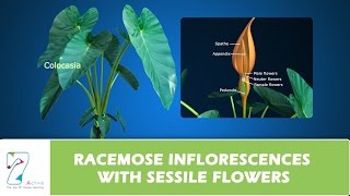 RACEMOSE INFLORESCENCES WITH SESSILE FLOWERS [upl. by Nylrem880]