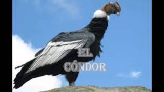 Video Simbolos Patrios De Colombia [upl. by Latta]