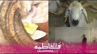 الطريقة الصحيحة لتفادي اخضرار اللحوم هاد العام وعلامات الخروف لي عالف السيكاليم [upl. by Lapo]