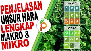 UNSUR HARA MAKRO DAN MIKRO LENGKAP  NITROGEN FOSFAT KALIUM BORON KALSIUM SULFUR ZINK SILIKA [upl. by Notseh373]