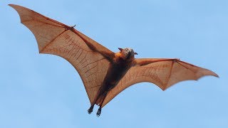 Are Bats Flying Primates [upl. by Apfel581]