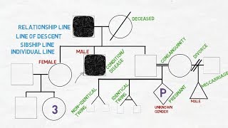 Drawing a Family TreePedigree Diagram  Medical Genetics 1 Back To Med School [upl. by Marguerie963]