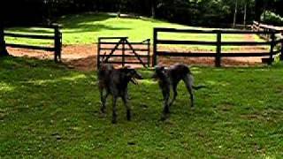 Dancing Deerhounds [upl. by Hareehahs16]