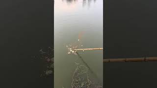 Fishing net  Using watermelon as bait to catch fish  Outdoor fishing fishing shortsviral [upl. by Eniamraj416]