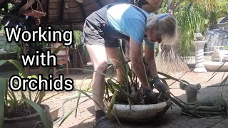 Gardening Replanting Orchids into Bark  PotContainer Gardening [upl. by Linad957]