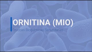 Descarboxilación de la Ornitina en medio MIO [upl. by Dinse400]