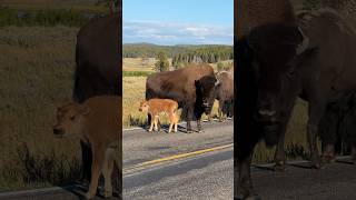 Baby Bison Jam babybison bison bisonjam babyanimals naturelovers naturebeauty wildlife [upl. by Yttel]